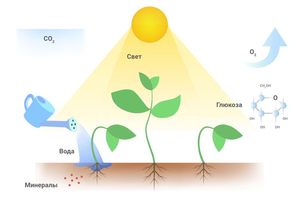 Влияние какого условия на процесс фотосинтеза. Влияние освещения на растения. Схема роста растения. Свет влияет на растения. Важность света для растений.