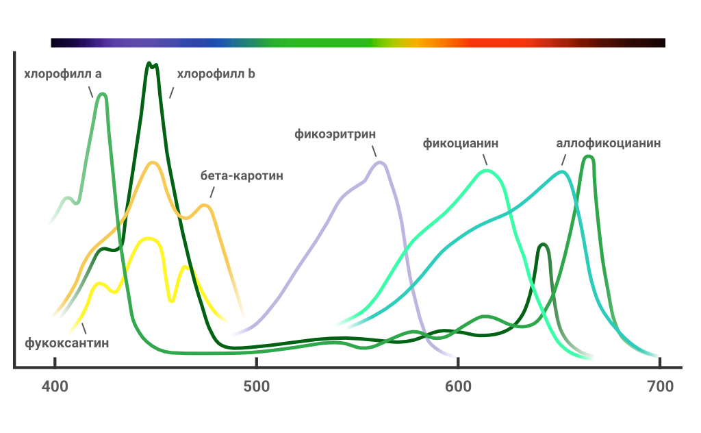 Возбуждение хлорофилла. Спектры поглощения пигментов растений. Спектр поглощения растительных пигментов. Спекты поглощенияпигментов листа. Спектр поглощения пигмента хлорофилла.