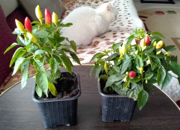 Ганс и Христиан. Знакомство