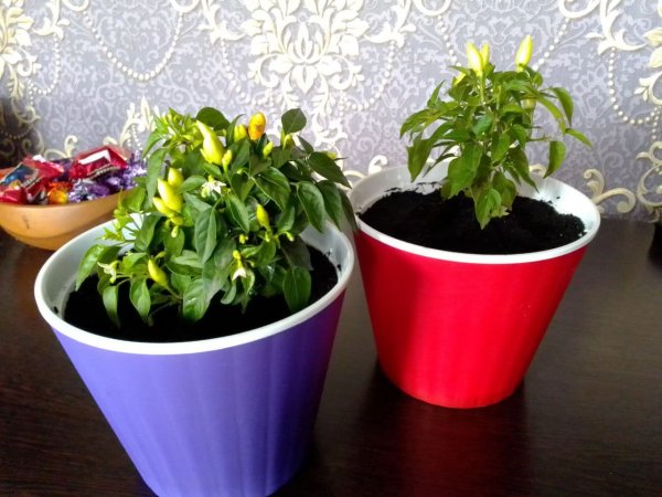 После пересадки в новые домики