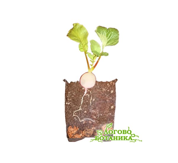 Редиска в разрезе