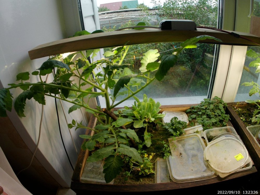20220910_132336.thumb.JPG.1f1e8c96fdc44a2a059cb405ea0a46ae.JPG
