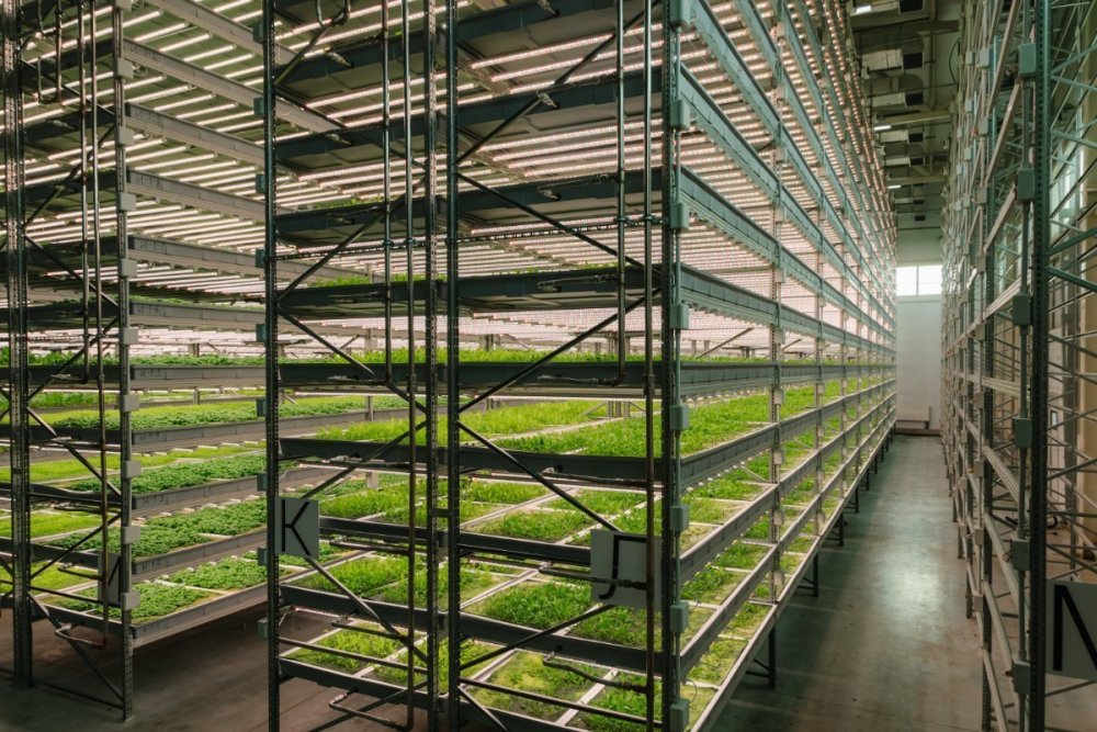 Сады Семирамиды.jpg