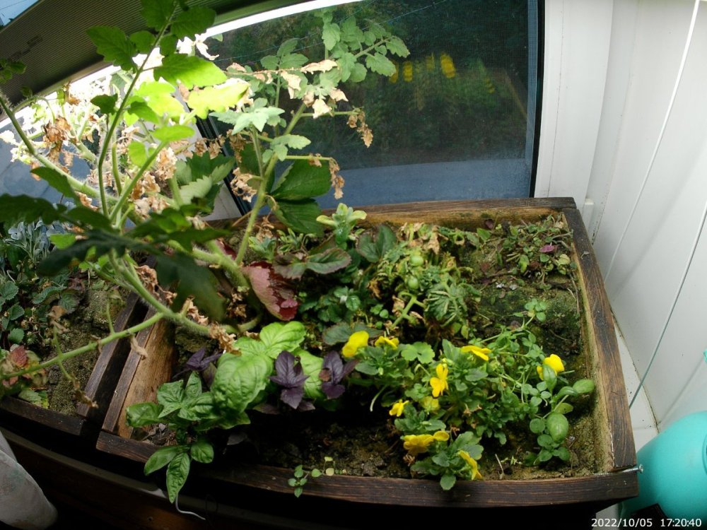 20221005_172040.thumb.JPG.4113d963bb6b2085c57a2615f209ed92.JPG