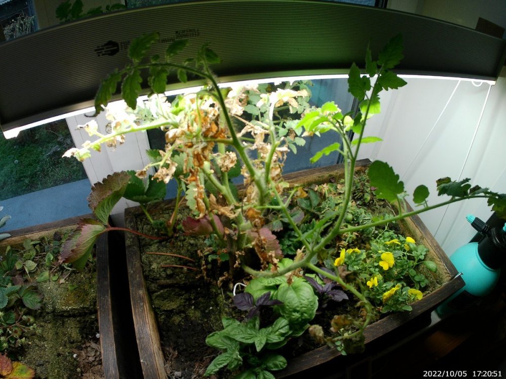 20221005_172051.thumb.JPG.e2cd013467118850f0fb822bb1ebba52.JPG