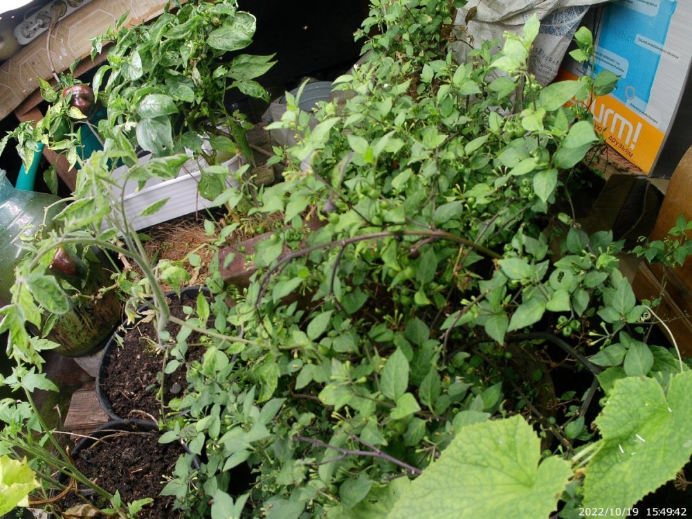 20221019_154942.thumb.JPG.c89e2a5f54177977bd270949ccff4451.JPG