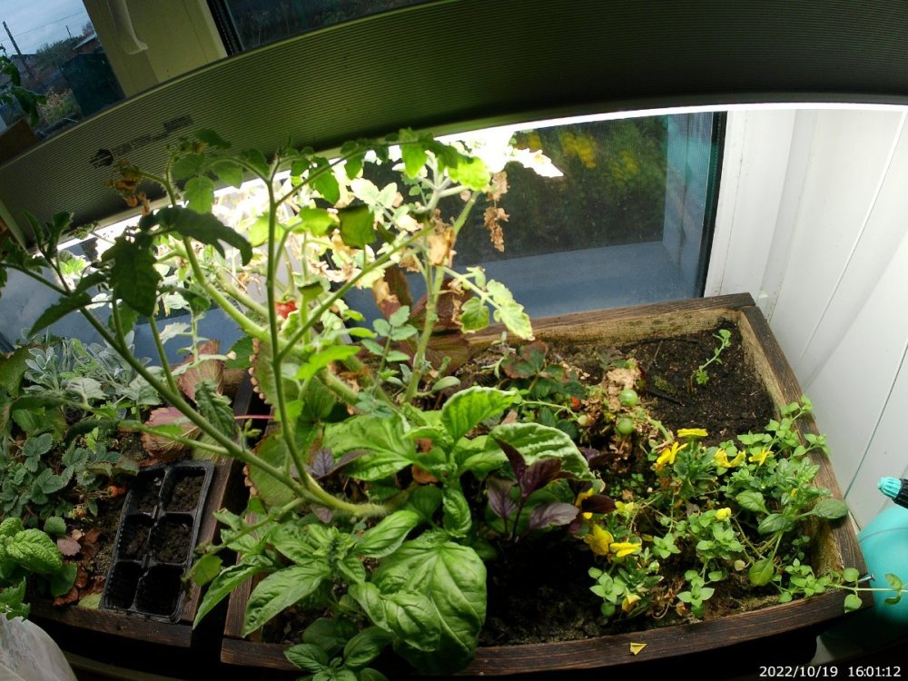 20221019_160112.thumb.JPG.9ac419a21ae414f9f6c9579bbf1757d9.JPG