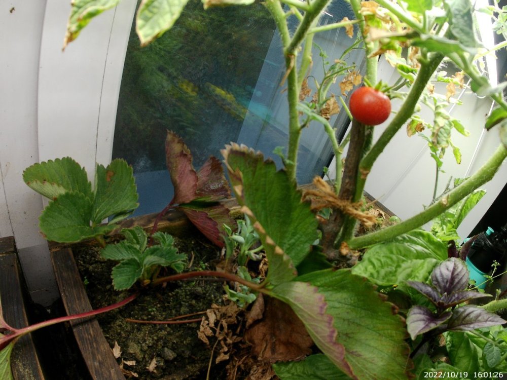 20221019_160126.thumb.JPG.5d08f80470a6afbed9b452048070c61c.JPG