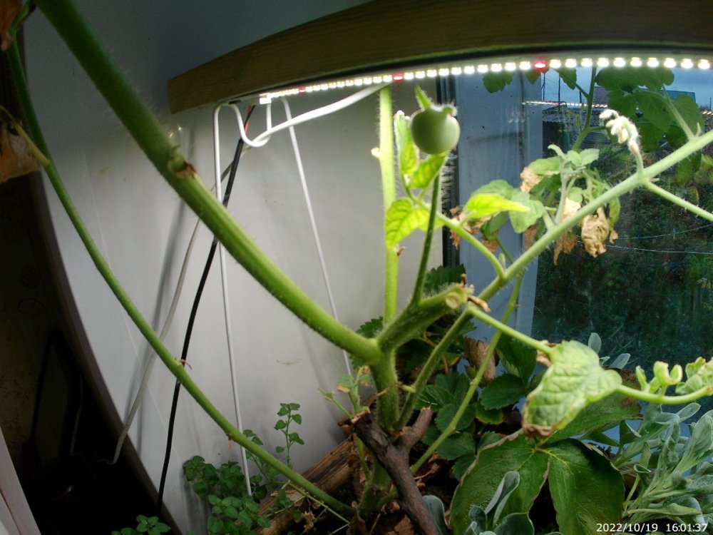 20221019_160137.thumb.JPG.3a79be7455e8f88cf4bee1d430a17cf4.JPG