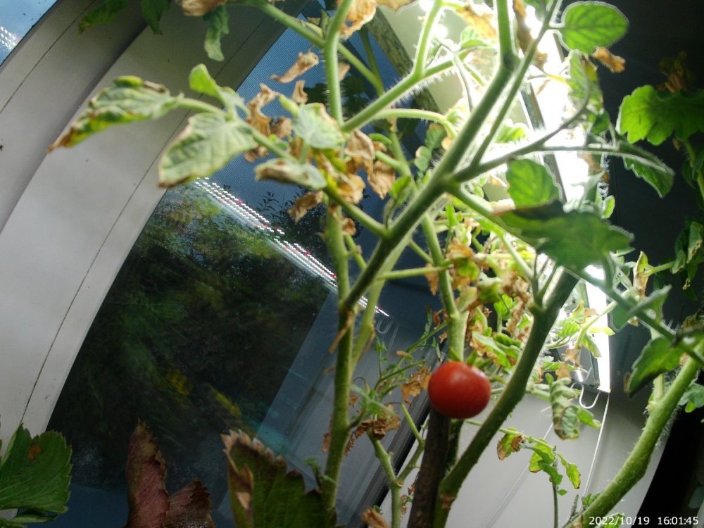20221019_160145.thumb.JPG.48af2a61f9574e741db6caf614d7d06b.JPG
