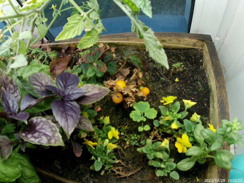 20221028_165225.thumb.JPG.8e55f6963d2b9f955e38324b0662bc24.JPG