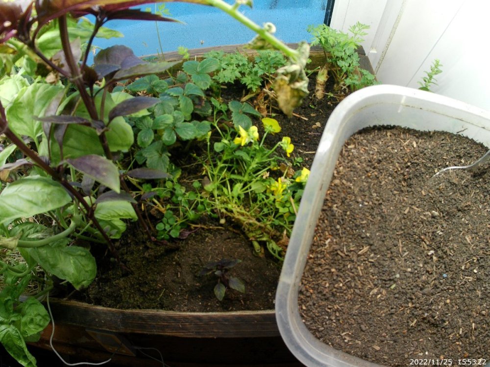 20221125_155322.thumb.JPG.ccb130e0edb2c68986773605d34941f8.JPG