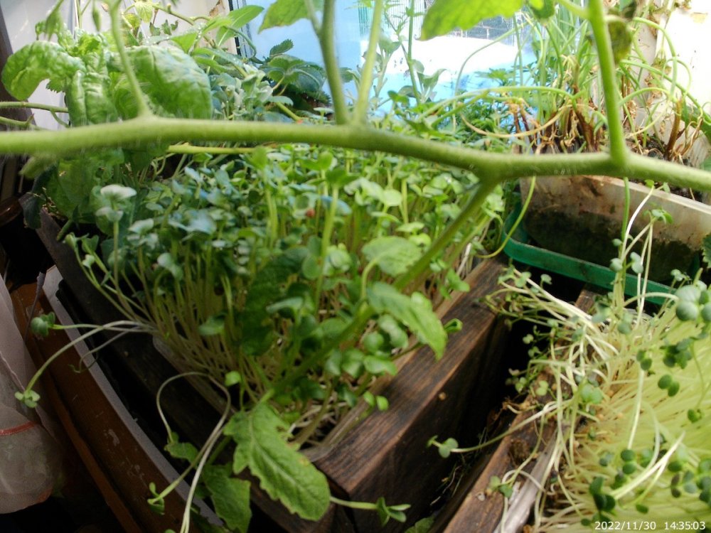 20221130_143503.thumb.JPG.6369ece1b014c3c555ee3add8ff79b45.JPG