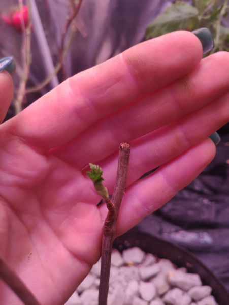 Первые листики смородины