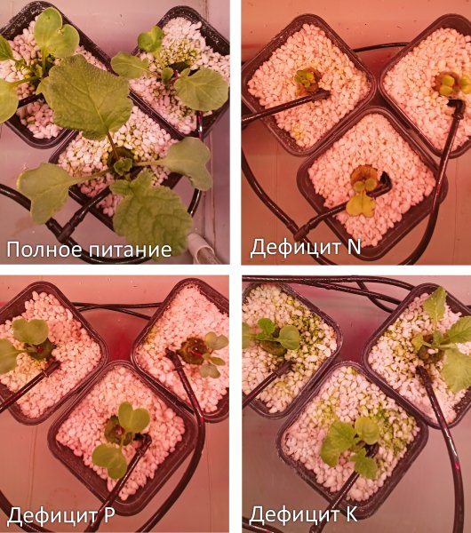 Редиска с дефицитом