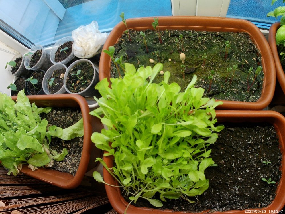 огород на подоконнике