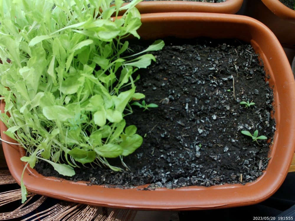 выращивание хрустальной травы на подоконнике