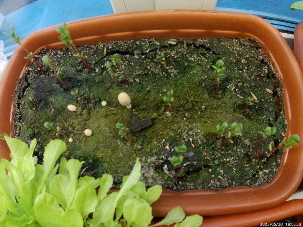 выращивание портулака на подоконнике