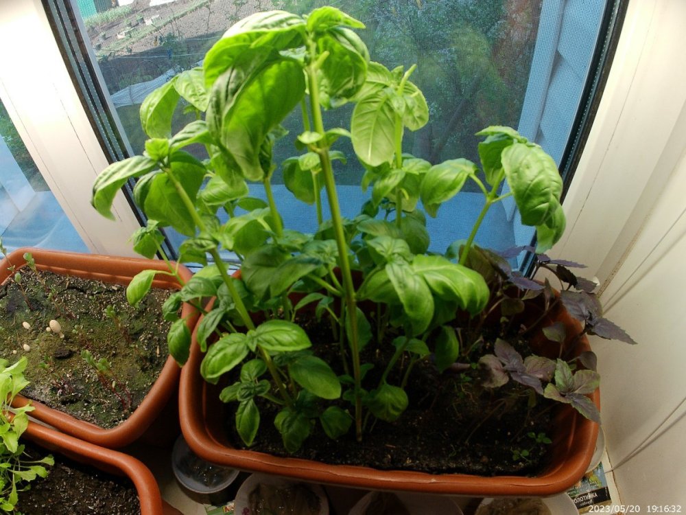 базилик на подоконнике