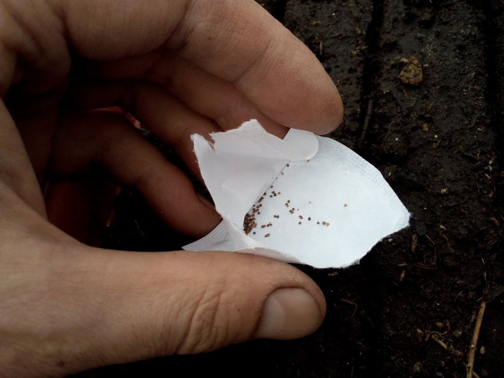 семена хрустальной травы