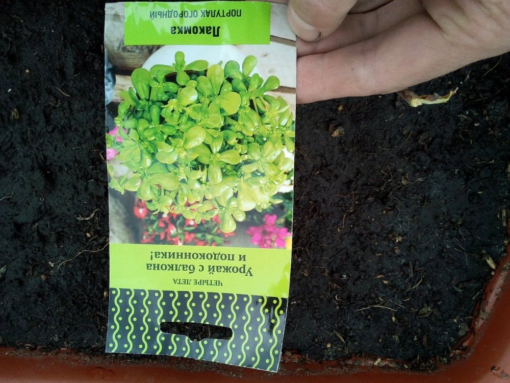 портулак огородный