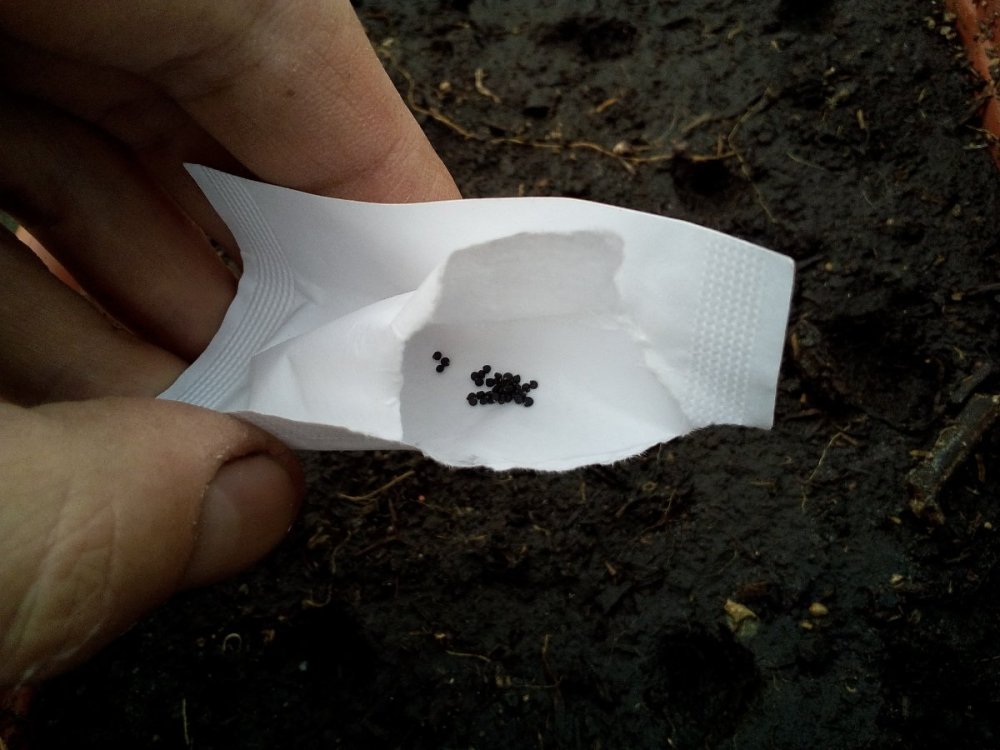 семена портулака