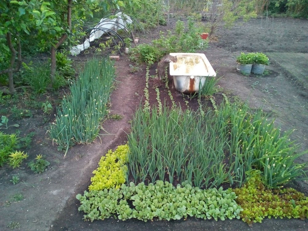 кот акробат