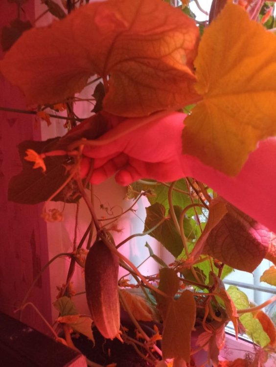 выращивание огурцов на подоконнике