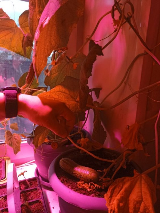 огурцы на подоконнике