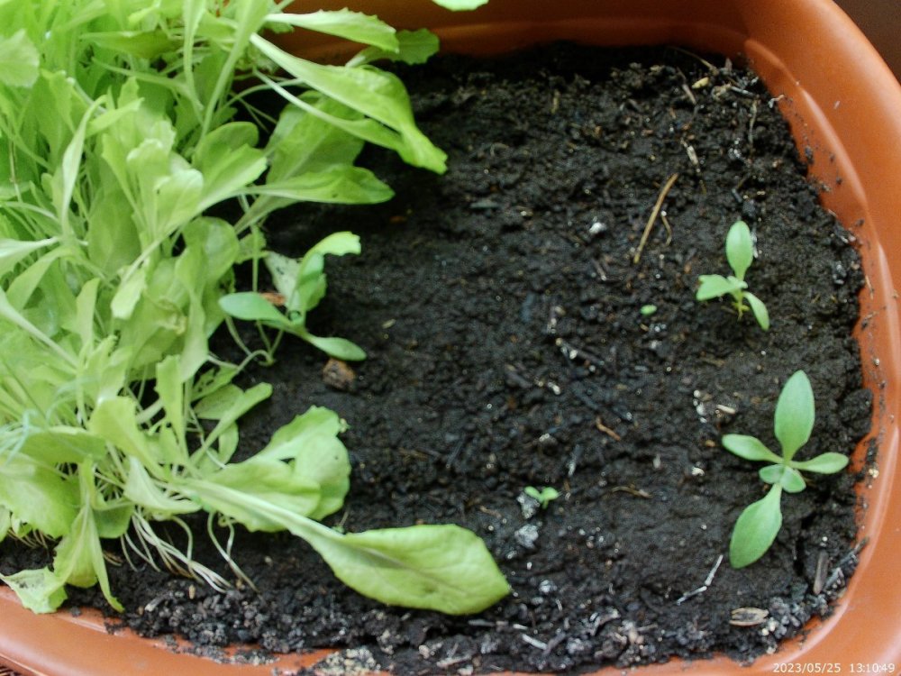 выращивание хрустальной травы на подоконнике