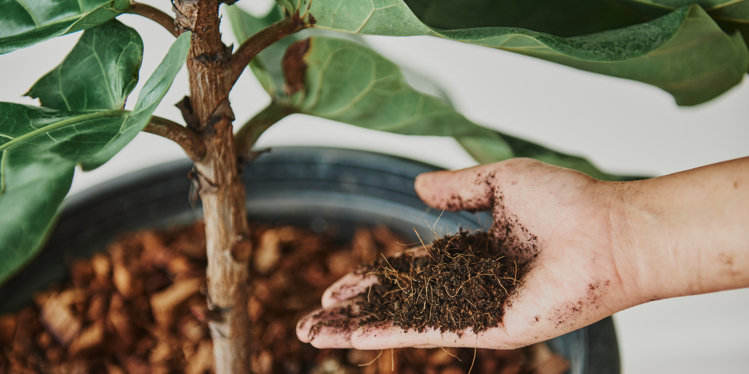 женщина ухаживает за комнатным растением