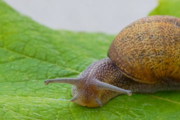 улитка на зеленом листе растения