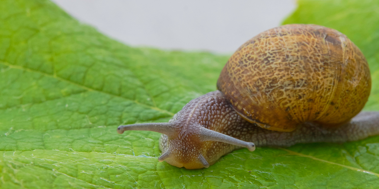 улитка на зеленом листе растения