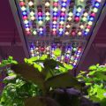 растения под led-светильником