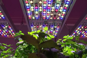 растения под led-светильником