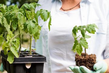 женщина держит несколько растений томатов для пересадки