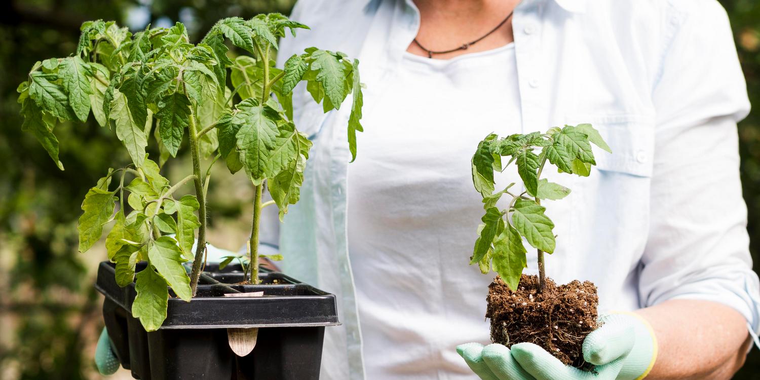 женщина держит несколько растений томатов для пересадки