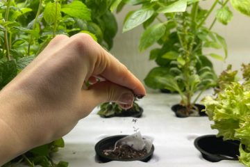 женщина сажает семена растений в гидропонную систему