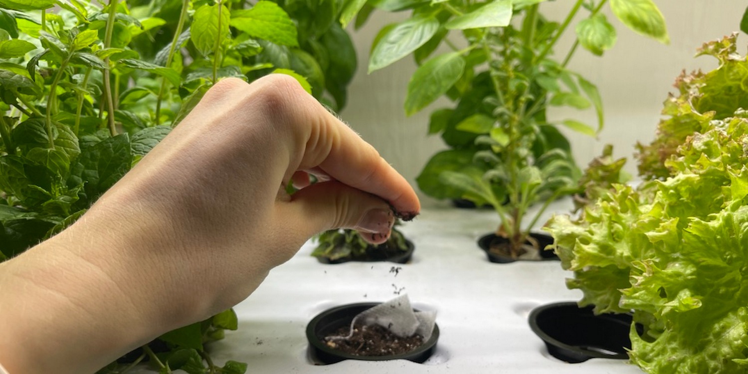 женщина сажает семена растений в гидропонную систему