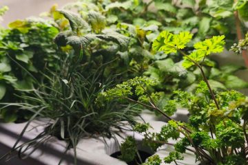 зелень растет в гидропонной системе