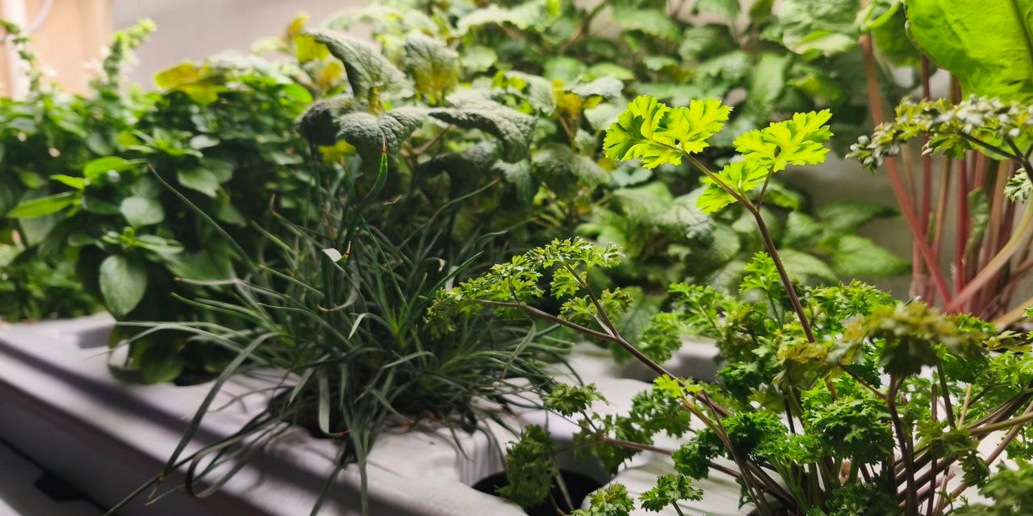 зелень растет в гидропонной системе