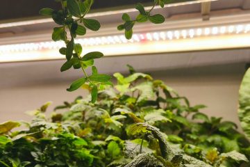 растениям под фитолампой