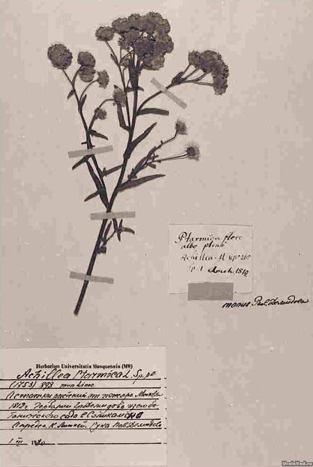 страница из гербария
