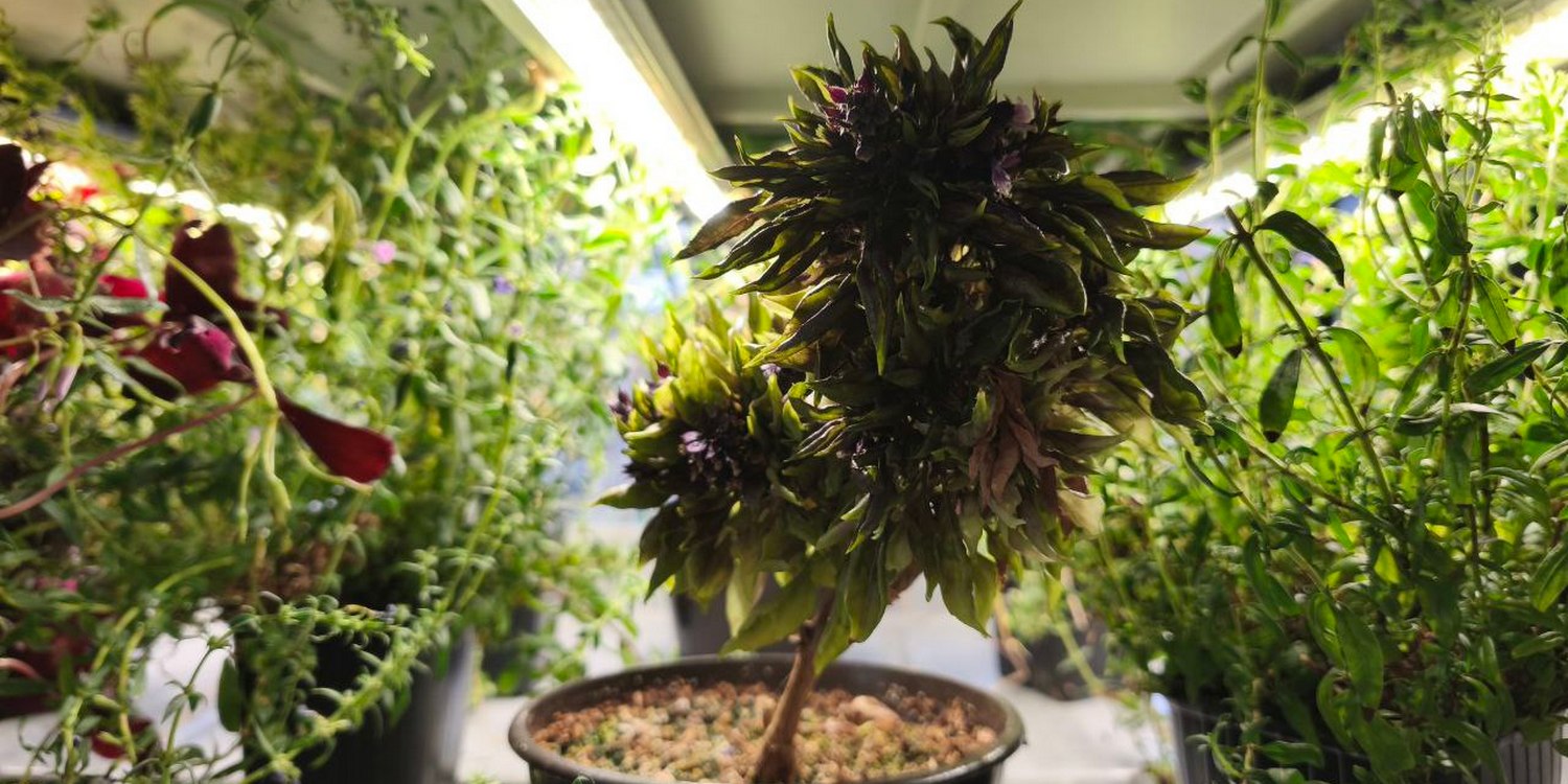 растения в горшках под фитолампой