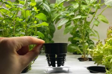 женская рука держит горшок для гидропонной установки