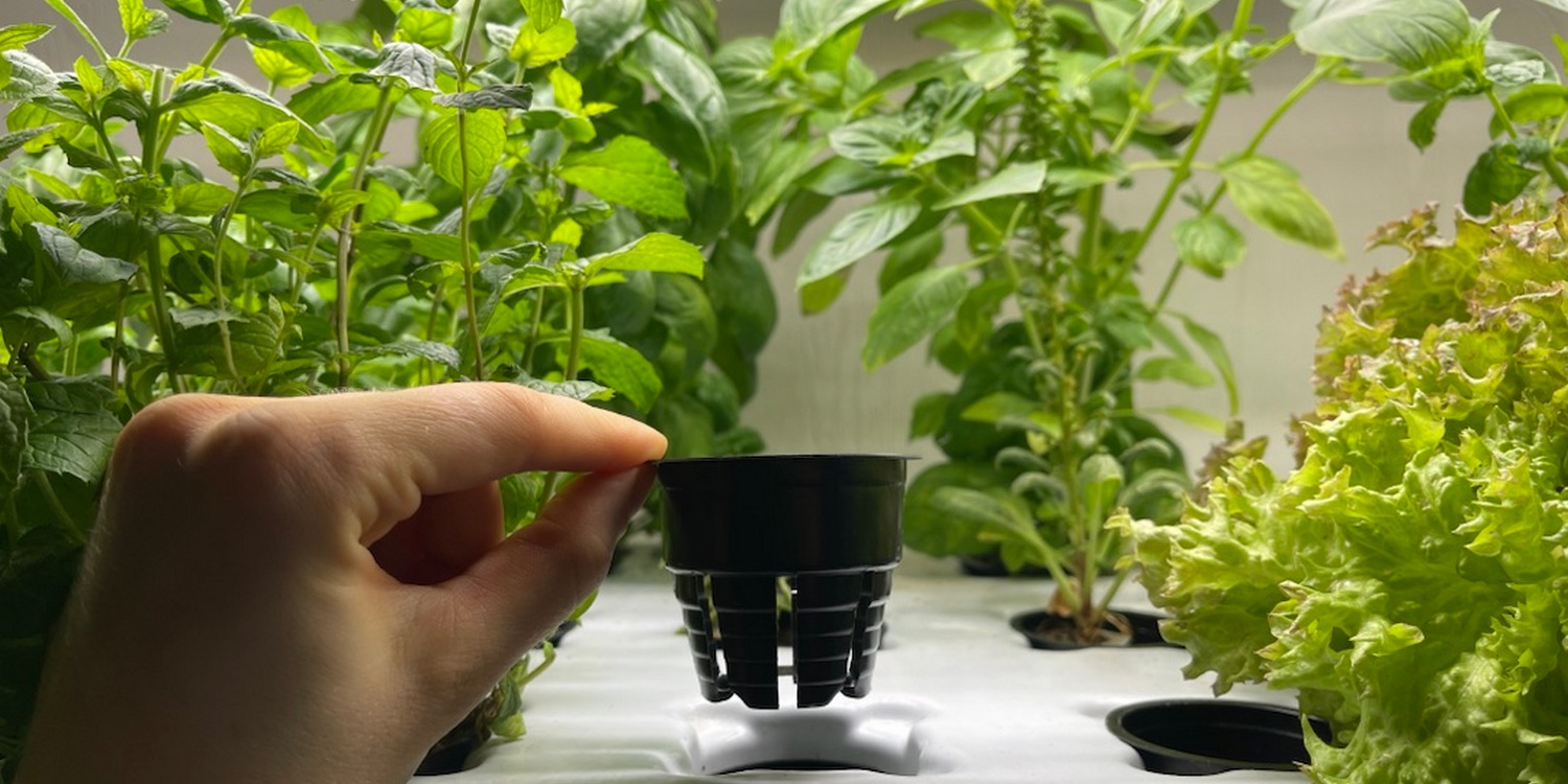 женская рука держит горшок для гидропонной установки