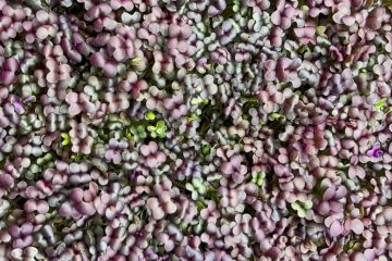 густые ростки микрозелени темно-красного цвета