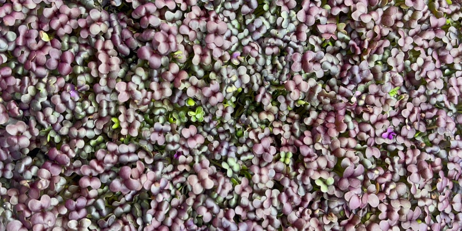 густые ростки микрозелени темно-красного цвета