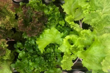 зеленые листовые овощи