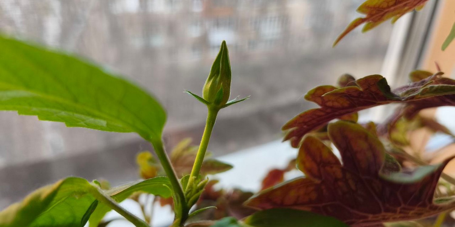 бутон растения на фоне окна